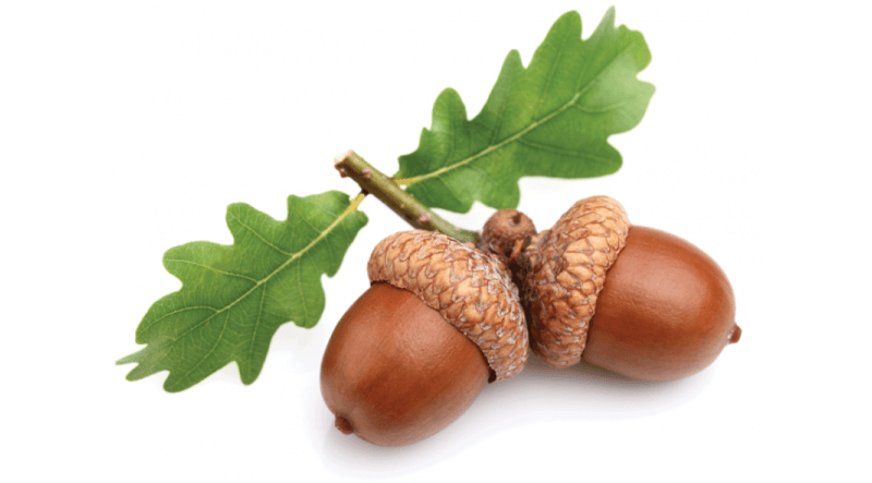 Acorns from Viking Beliefs