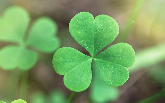 Four-Leaf Clover from The Irish