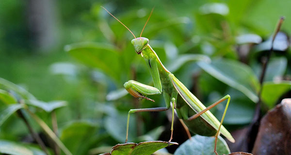 Praying Mantis Good Luck Charm