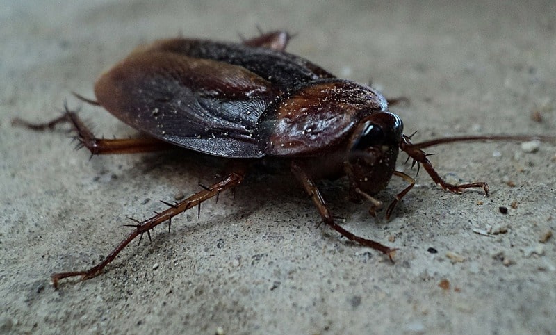 Dream about Roaches