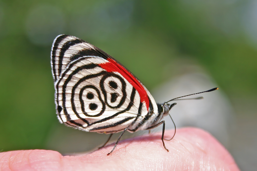 What does it mean when a butterfly lands on you?