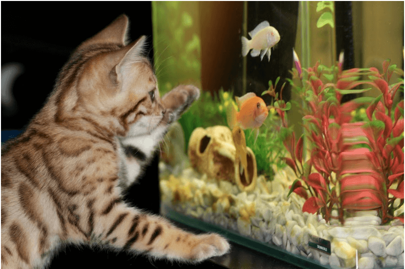 4 Interesting Types Of Aquarium Fish
