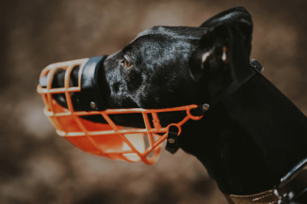 3 Ways a Lawyer Can Help You With a Dog Bite Injury