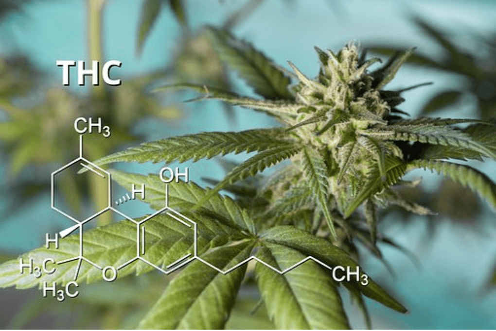 The Different Types Of THC Products And How To Choose Hinterland Gazette