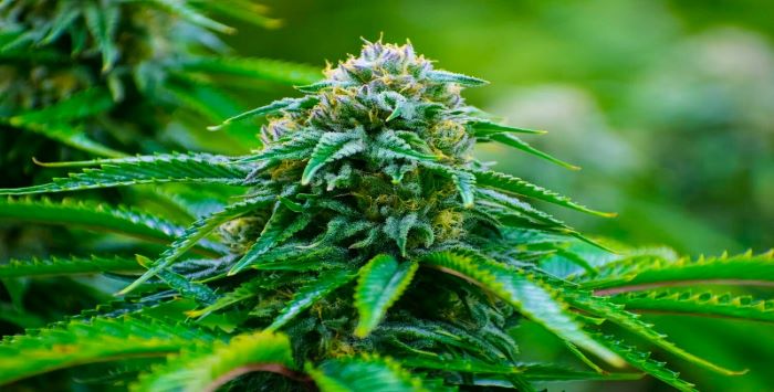 7 AAA Marijuana Strains with Majestic Buds (# 6 is one of the Rarest Cannabis strains)