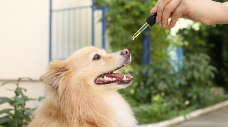 CBD Isn’t Just for People: Benefits of Using CBD for Pets