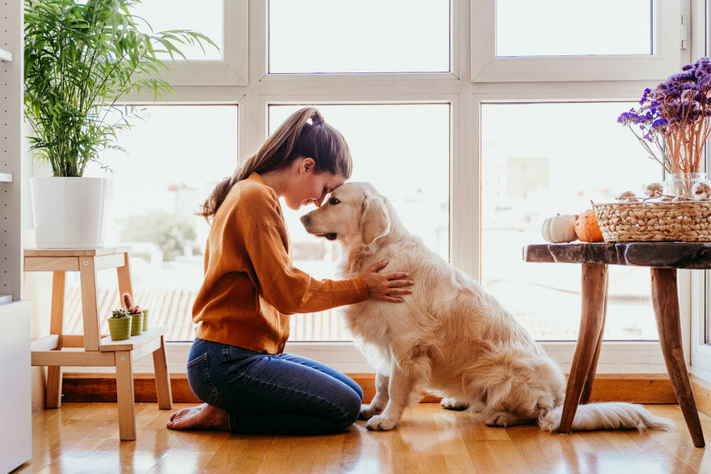 Check the Things Before Renting a Pet-Friendly Apartment