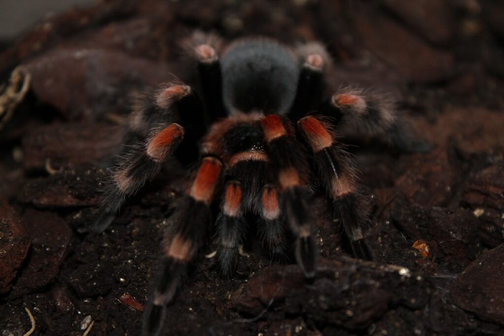 Tarantulas in Your Dreams: What Do They Mean?